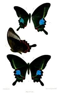 PapilioParis 491