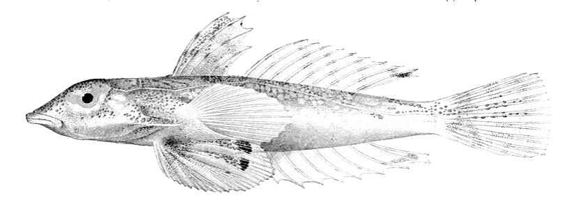 Paradiplogrammus corallinus