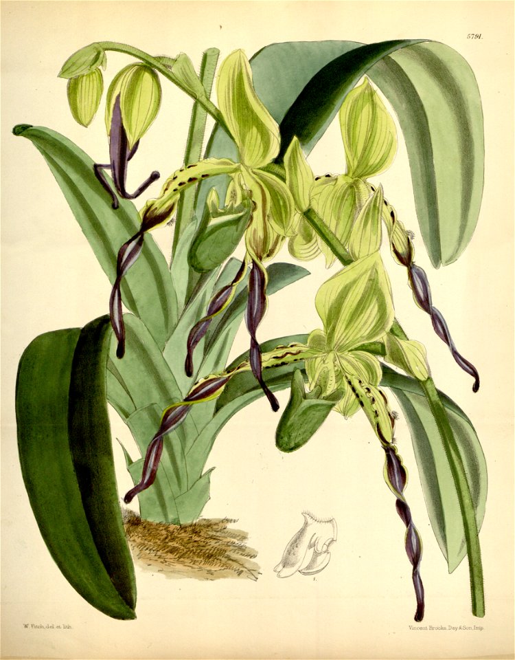 Paphiopedilum parishii (as Cypripedium parishii ) - Curtis' 95 (Ser. 3 no. 25) pl. 5791 (1869)