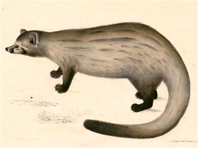 Paradoxurus hermaphroditus bondar 2 Hardwicke