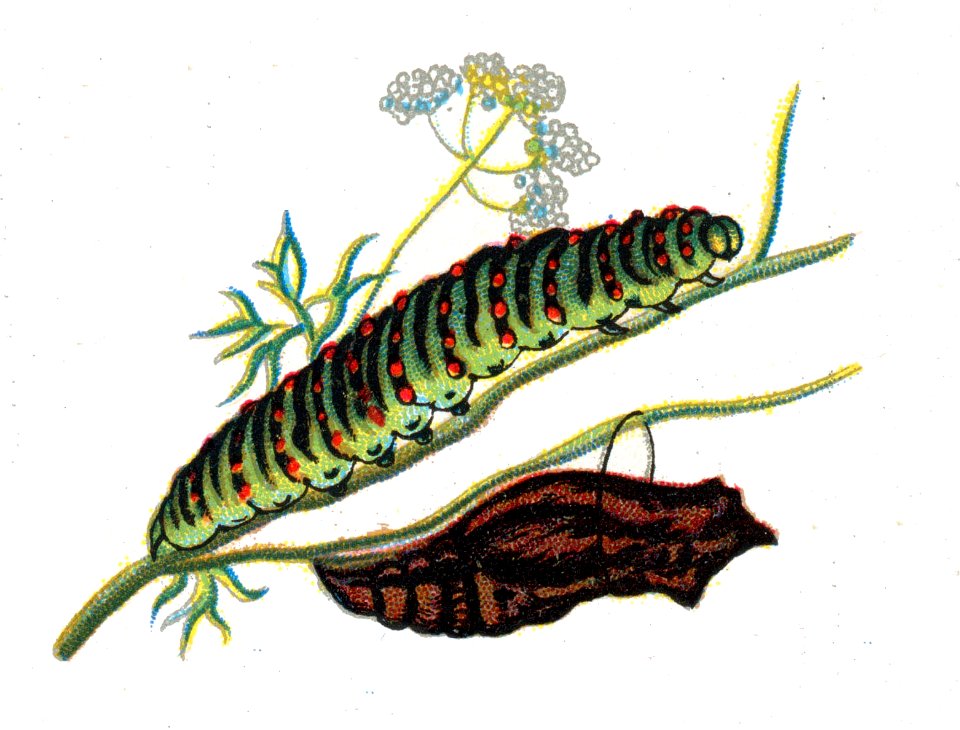 Papilio machaon caterpillar by Nemos