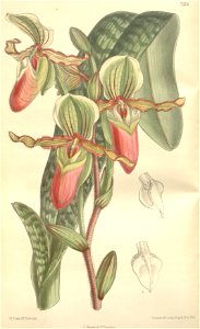 Paphiopedilum victoria-mariae