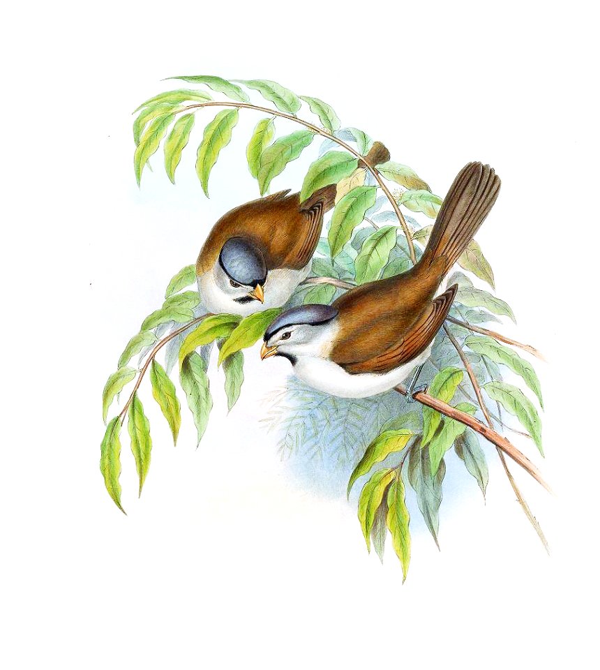 ParadoxornisGularisGould