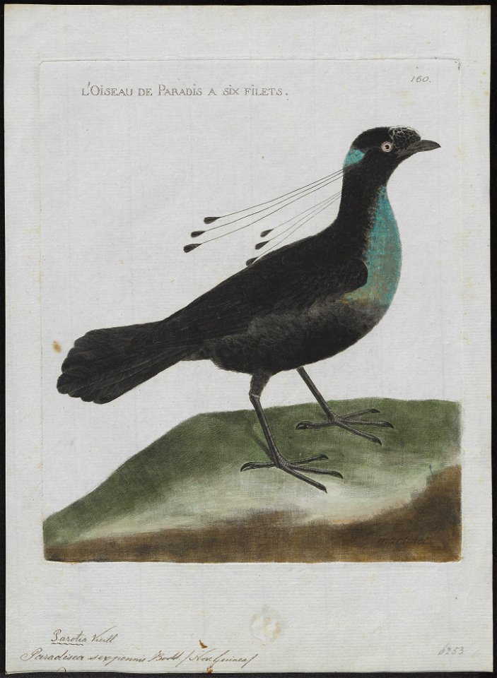 Paradisea sexpennis - 1790-1796 - Print - Iconographia Zoologica - Special Collections University of Amsterdam - UBA01 IZ15700149