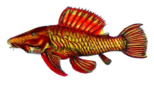 Parancistrus aurantiacus de Castelnau