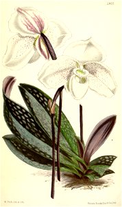 Paphiopedilum niveum (as syn. Cypripedium niveum) - Curtis' 97 (Ser. 3 no. 27) pl. 5922 (1871)