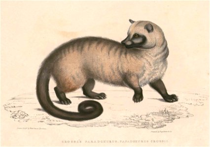 Paradoxurus hermaphroditus bondar Hardwicke