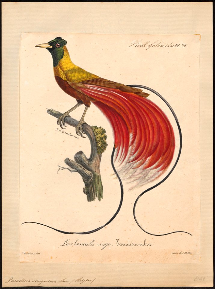 Paradisea sanguinea - 1825-1834 - Print - Iconographia Zoologica - Special Collections University of Amsterdam - UBA01 IZ15700123