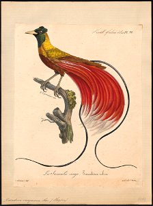 Paradisea sanguinea - 1825-1834 - Print - Iconographia Zoologica - Special Collections University of Amsterdam - UBA01 IZ15700123