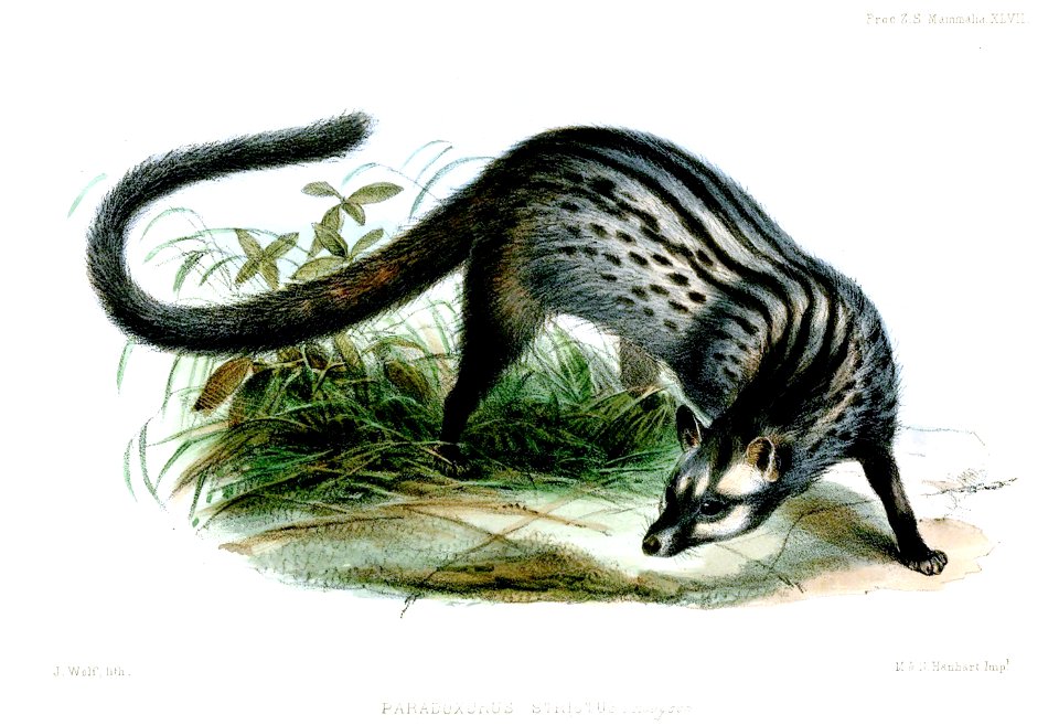 ParadoxurusStrictusWolf