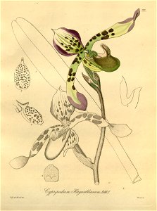 Paphiopedilum haynaldianum (as Cypripedium haynaldianum) - Xenia 3-212 (1881)