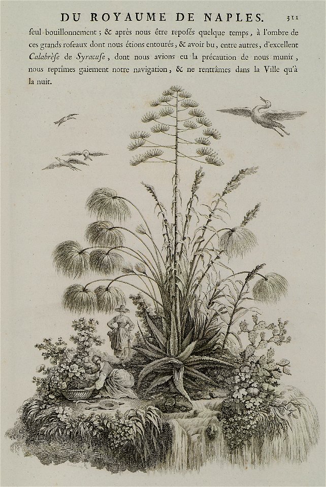 Papyrus plants and other flora typical of Sicily - Saint-non Jean Claude Richard Abbé De - 1786