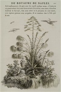 Papyrus plants and other flora typical of Sicily - Saint-non Jean Claude Richard Abbé De - 1786