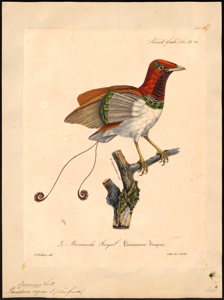 Paradisea regius - 1825-1834 - Print - Iconographia Zoologica - Special Collections University of Amsterdam - UBA01 IZ15700137