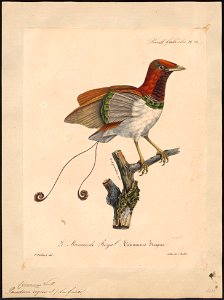 Paradisea regius - 1825-1834 - Print - Iconographia Zoologica - Special Collections University of Amsterdam - UBA01 IZ15700137