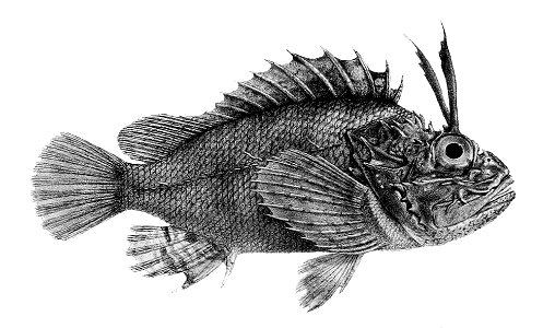 Parascorpaena mossambica