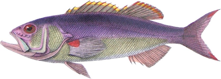 Paranthias furcifer