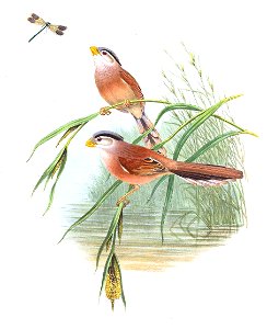 ParadoxornisHeudeiGould