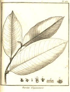 Paralea guianensis Aublet 1775 pl 231