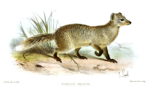 Paracynictis selousi Smit