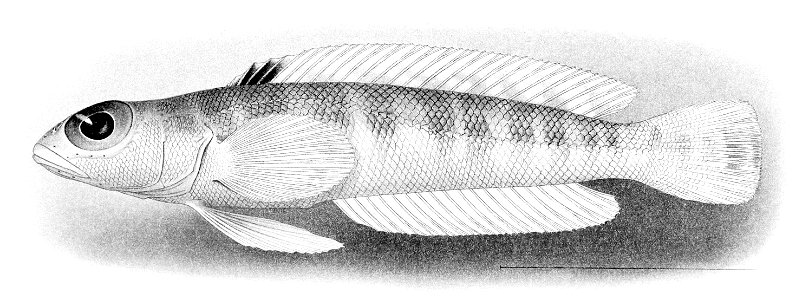 Parapercis roseoviridis