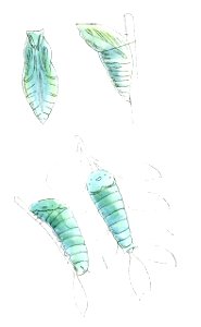 PapilioCrinoLP 493