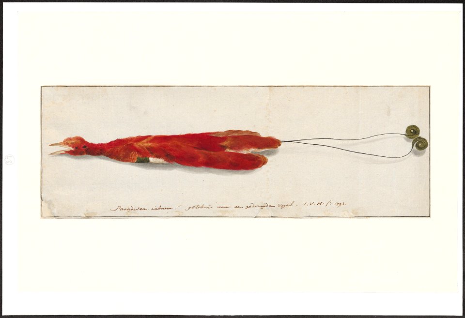 Paradisea rubrum - 1753-1834 - Print - Iconographia Zoologica - Special Collections University of Amsterdam - UBA01 IZA1000300