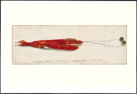Paradisea rubrum - 1753-1834 - Print - Iconographia Zoologica - Special Collections University of Amsterdam - UBA01 IZA1000300