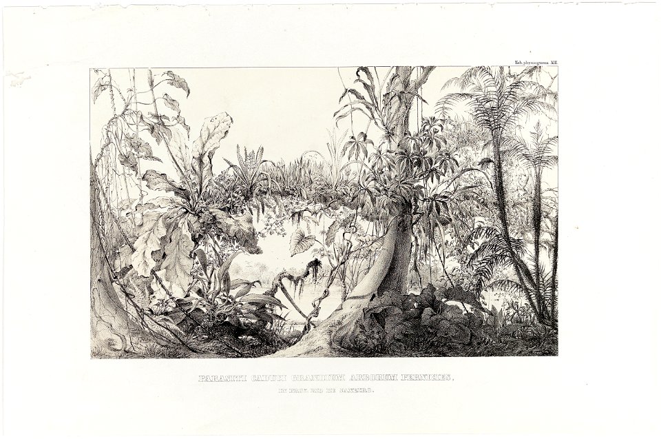 Parasiti Caduci Grandium Arborum Pernicies, in Prov. Rio de Janeiro, da Coleção Brasiliana Iconográfica