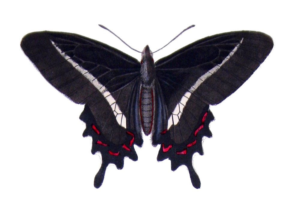Parides bunichus - Castelnau