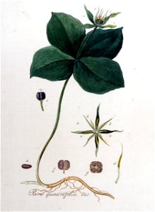 Paris quadrifolia — Flora Batava — Volume v9. Free illustration for personal and commercial use.