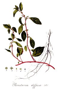 Parietaria diffusa — Flora Batava — Volume v5