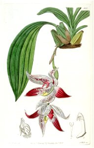 Paphinia cristata - typus - Edwards v. 21 (1836) pl. 1811