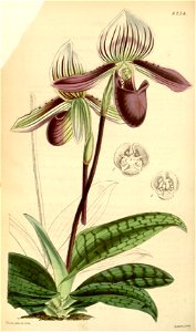Paphiopedilum barbatum (as Cypripedium barbatum) - Curtis' 72 (Ser. 3 no. 2) pl. 4234 (1846)