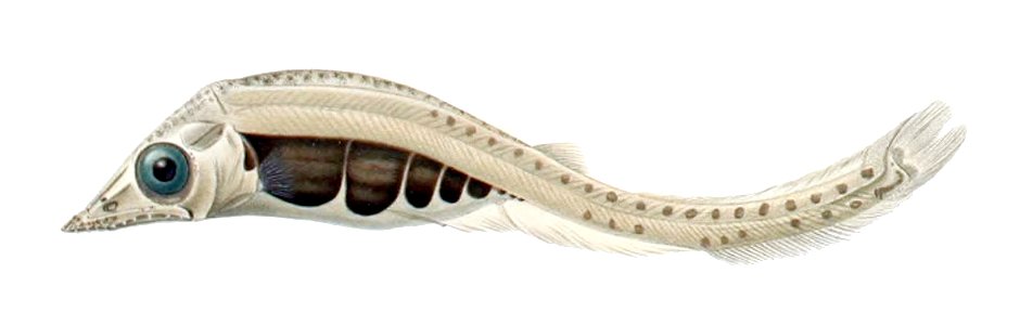Paralepis elongata