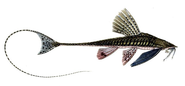 Paraloricaria vetula