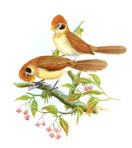 ParadoxornisAusteniGould