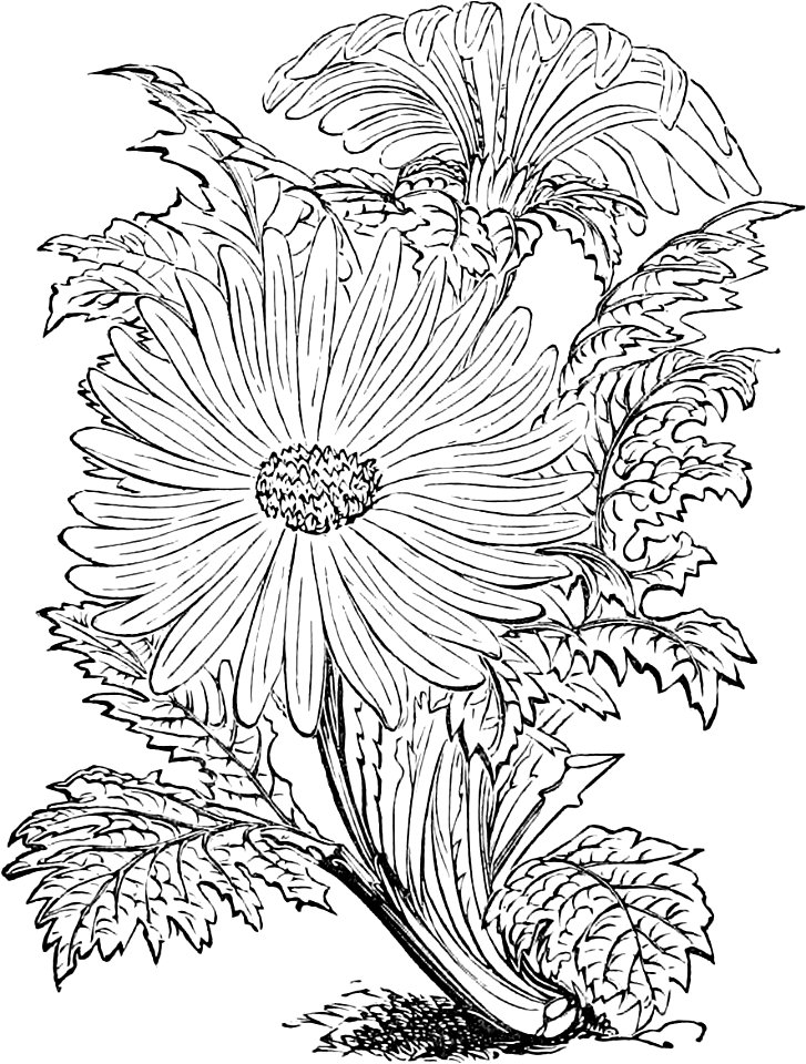 Paranephelius uniflorus-Amateurs Greenhouse Conservatory-0018