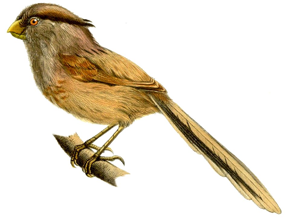 Paradoxornis heudei 2
