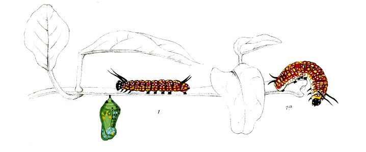 ParanticaAgleaLS 13 1a