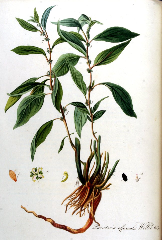 Parietaria officinalis — Flora Batava — Volume v9