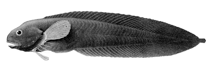 Paraliparis bathybius1