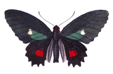 Parides erithalion zeuxis - Castelnau