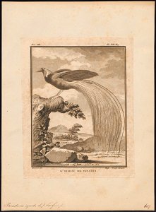 Paradisea apoda - 1700-1880 - Print - Iconographia Zoologica - Special Collections University of Amsterdam - UBA01 IZ15700115
