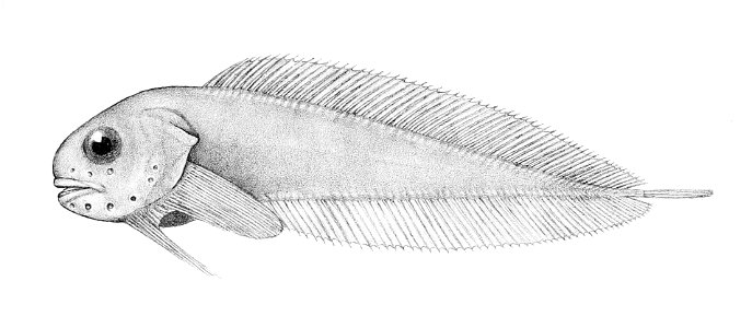 Paraliparis antarcticus