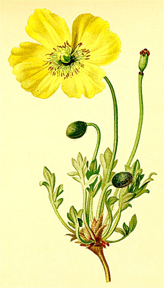Papaver rhaeticum Atlas Alpenflora
