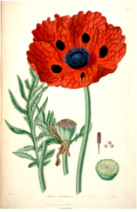 Papaver bracteatum by John Lindley. Lindley, J., Collectanea Botanica; or, Figures and Botanical Illustrations of Rare and Curious Exotic Plants (1821). Free illustration for personal and commercial use.