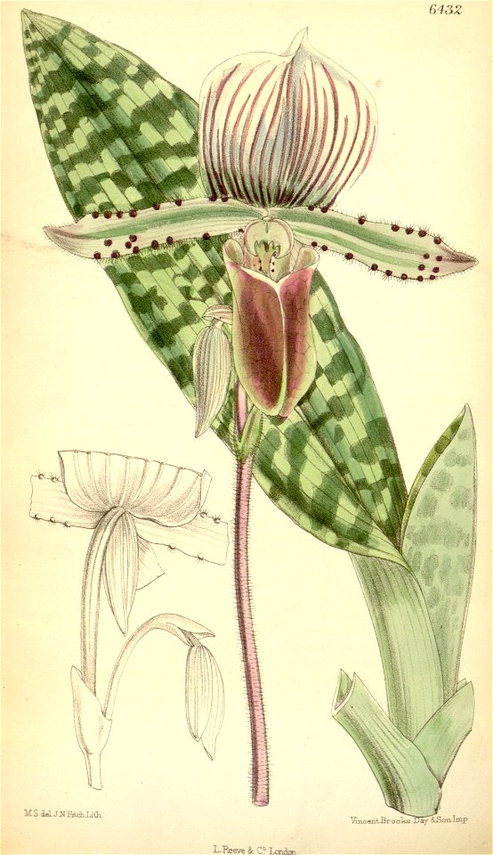 Paphiopedilum lawrenceanum (as Cypripedium lawrenceanum) - Curtis' 105 (Ser. 3 no. 35) pl. 6432 (1879)