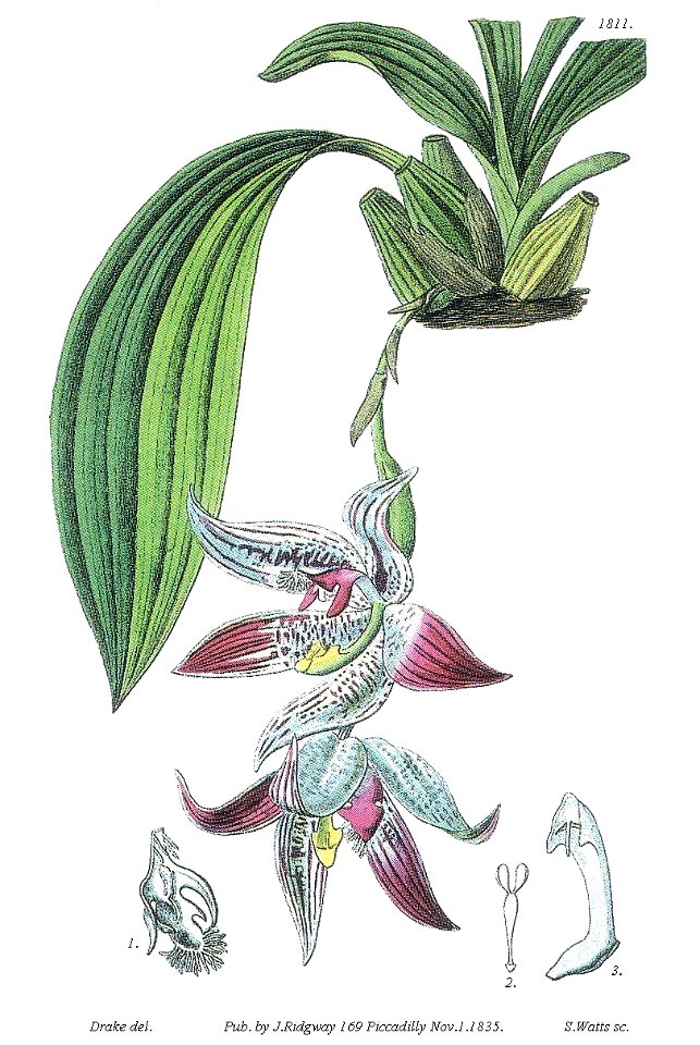 Paphinia cristata (Lindl.) Lindl.Typus