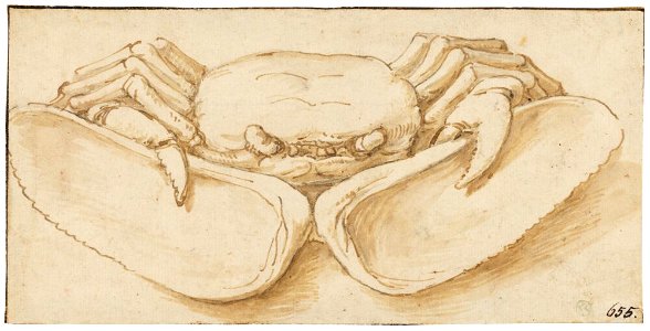 Parmigianino - A Crab Holding a Mussel Open with its Claws, NMH 7961863